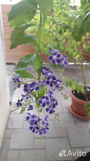 Дуранта. Цветущая. Комнатное растение