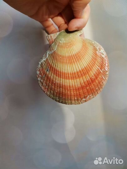 Ракушка морского гребешка