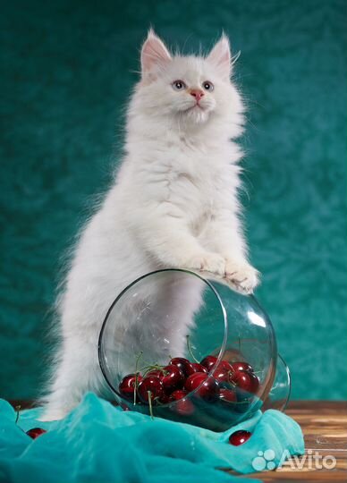 Шикарный котик