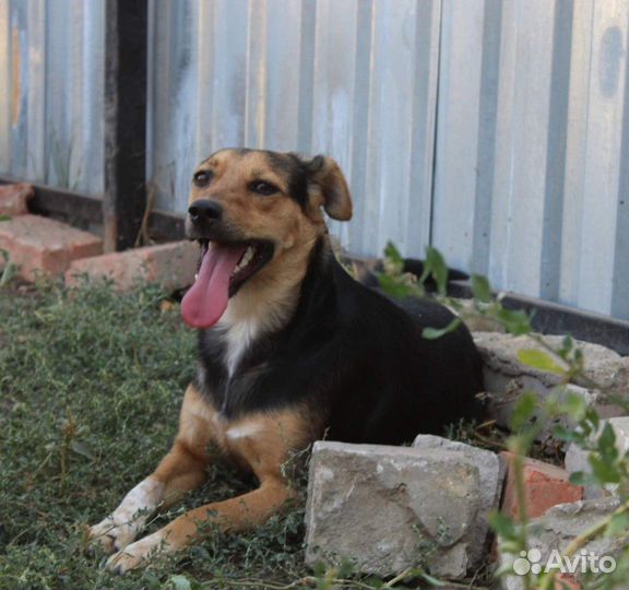 Роза в добрые руки