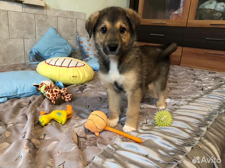 Восхитительный щенок Гоша, в дар