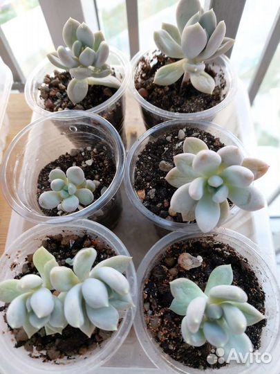 Граптоверия Опалина