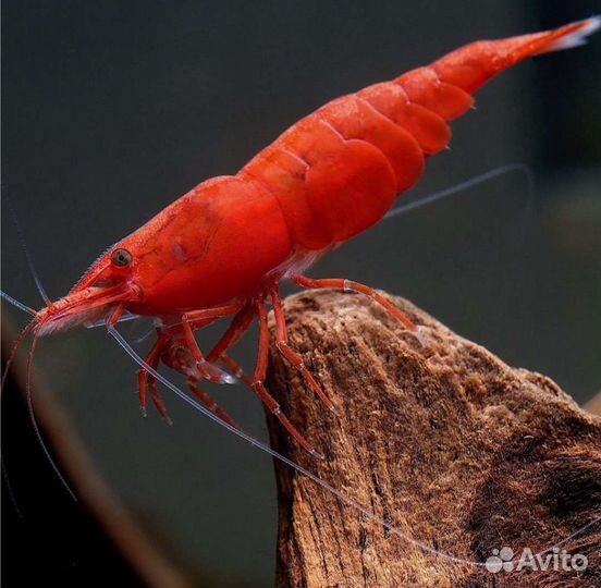 Креветки красный кристалл