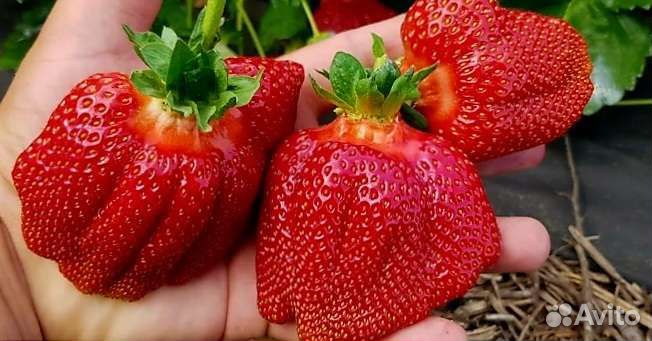 Рассада клубники