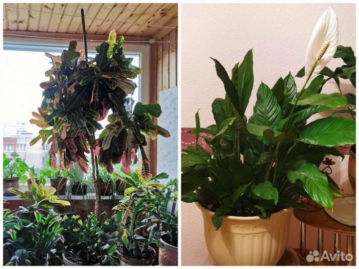 Спатифиллум и Кротон (Кодиеум)