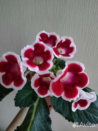 Детка глоксинии, лист глоксинии