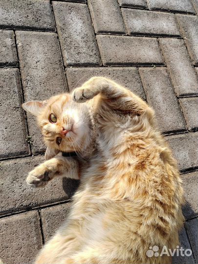 Молодой котик