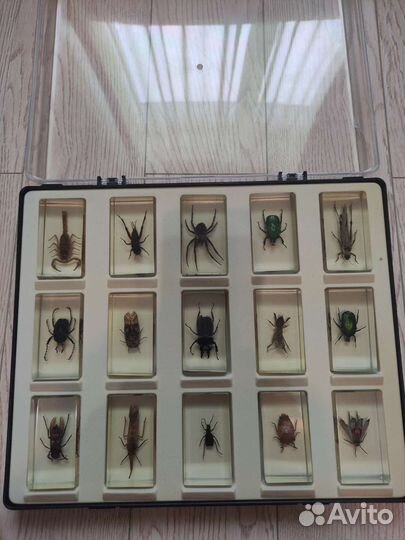 Насекомые и их знакомые