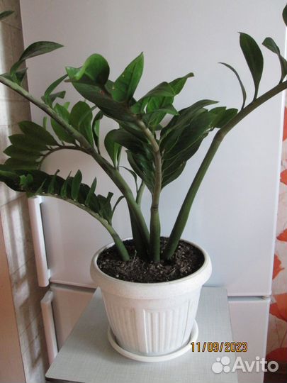 Продам цветы комнатные