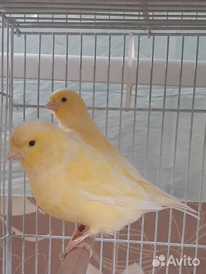 Канарейки и кенора