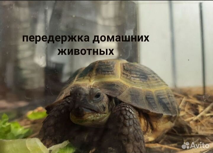 Передержка животных