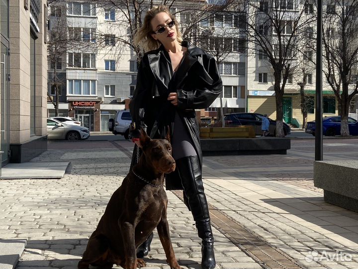 Доберман на вязку