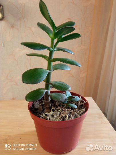 Красула толстянка