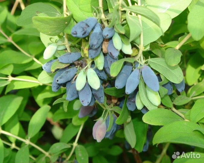 Саженцы жимолости Камчадалка