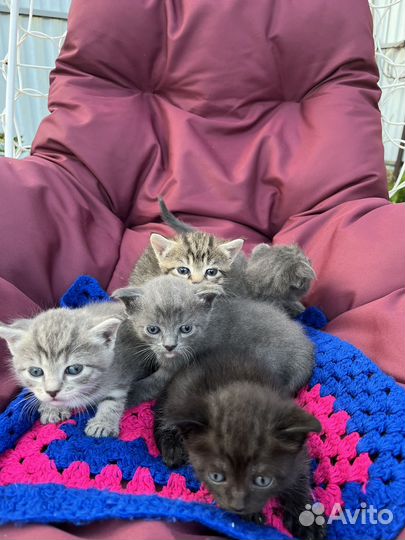 Кошки вислоухие в добрые руки бесплатно