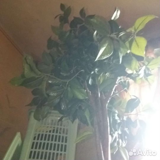 Искусственное дерево лимон штамб 1.5 м