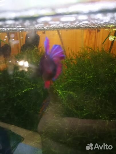Рыбка петушок