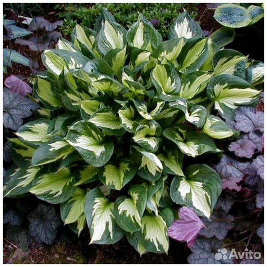 Хоста гибридная Вирлвиид