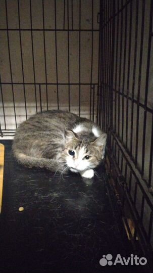 Нежная малышка Твити ищет любящую семью