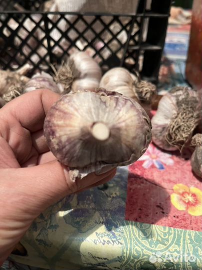 Чеснок на посадку