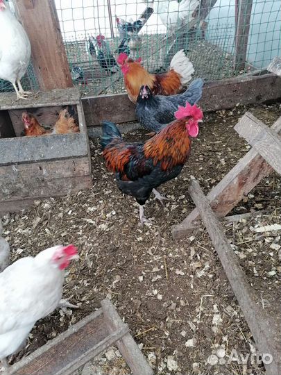 Куры петухи