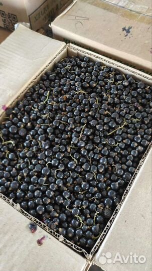 Чёрная и красная смородина 5л