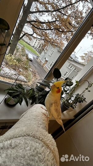 Попугай корелла