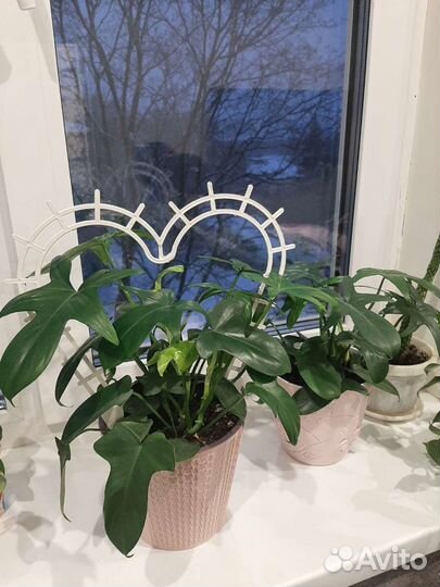 Филодендрон