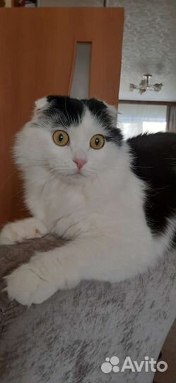 Отдам кота в добрые руки