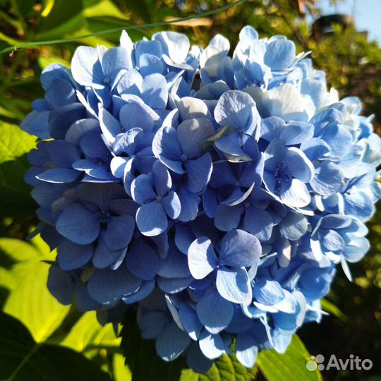 Гортензия крупнолистная