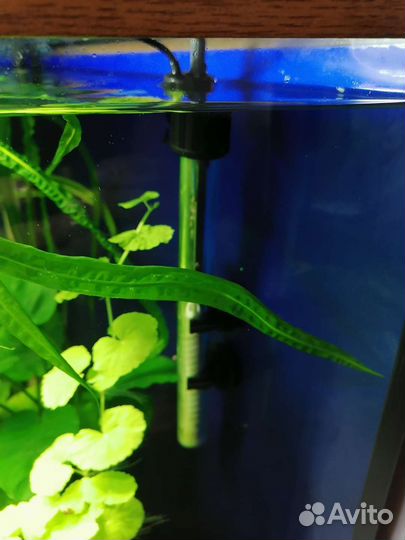 Аквариум на 200л