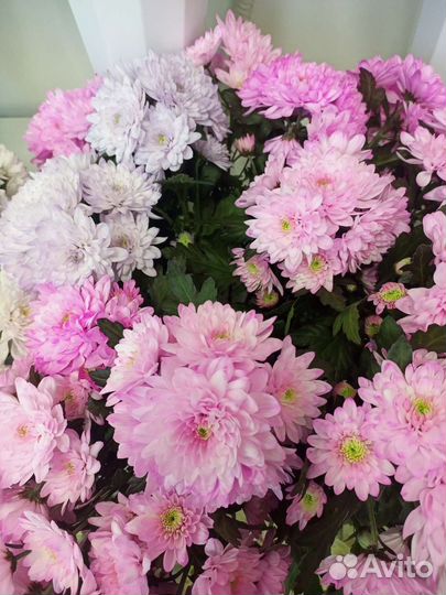 Хризантема кустовая