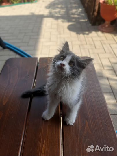Котенок