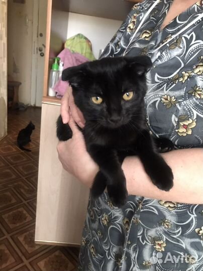 Шотландская