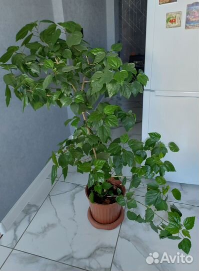 Гибискус китайская роза