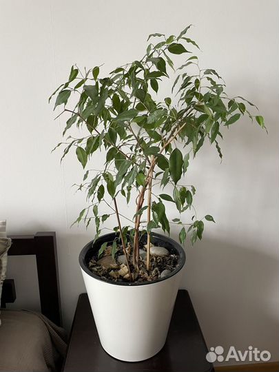 Фикус Бенджамина