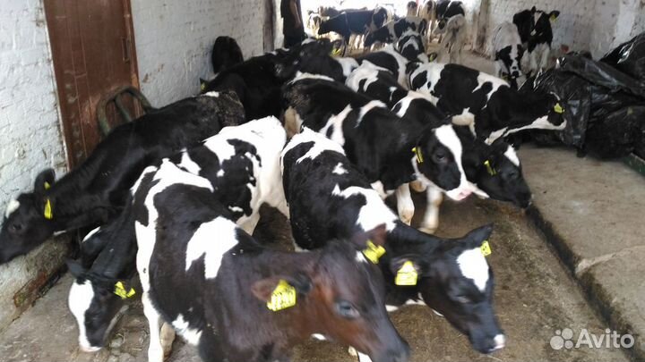 Бычки и телята