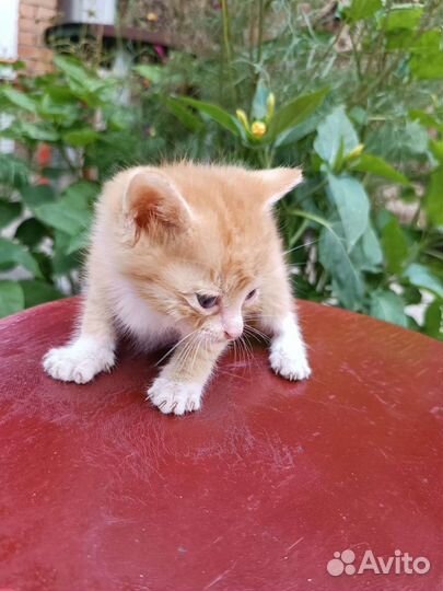 Котята 1,5 месяца в добрые руки