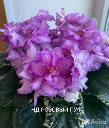 Сортовые фиалки, листики