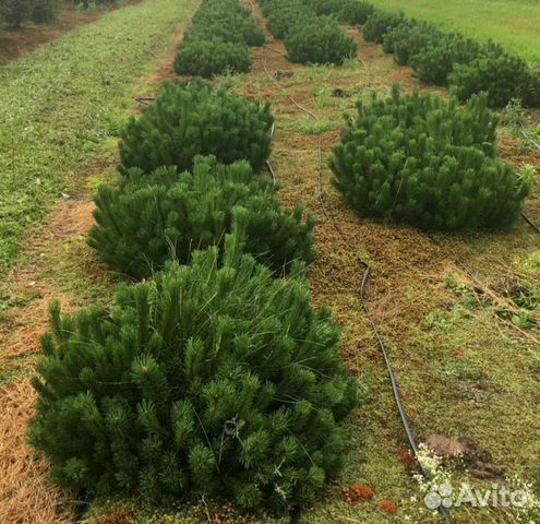 Сосна горная мугус