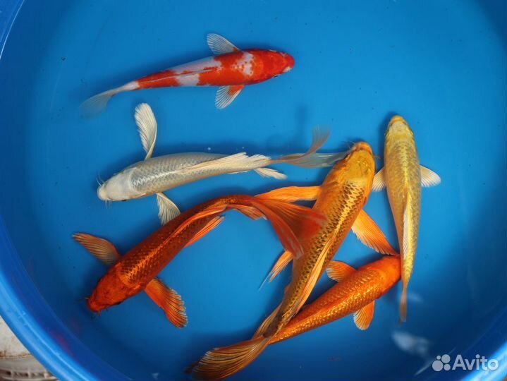 Прудовая рыба карп кои: порода яркие Ямабуки