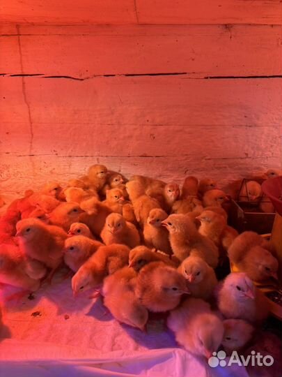 Цыплята редбро