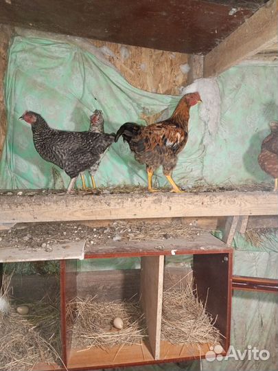 Молодые петухи