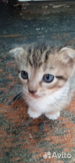 Котята вислоухие, мальчики в дар