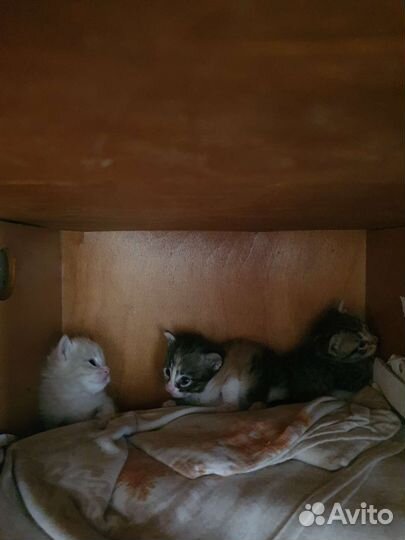 Котята в добрые руки