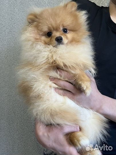 Щенки шпица