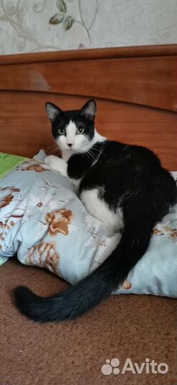 Бориска ищет дом котик кот