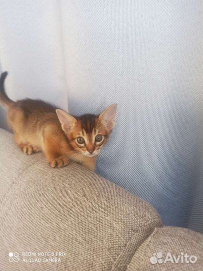 Абиссинские котята