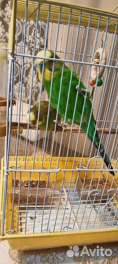 Волнистый попугай