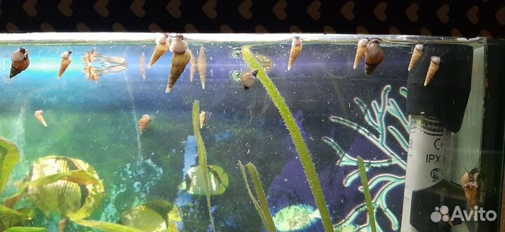 Улитка Геркулес